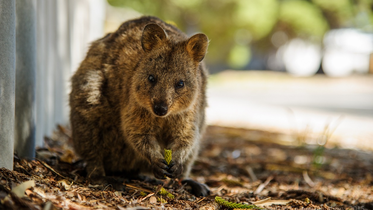 comment avoir un quokka