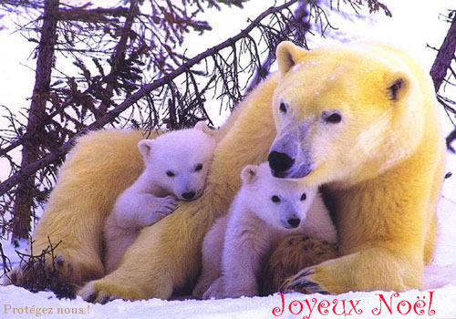 539d1230224414-joyeux-temps-des-fetes-toutes-et-tous-les-futurs-yukonnais-la-gang-joyeux-noel