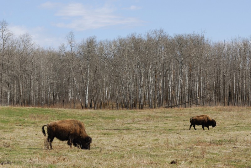 rencontre edmonton