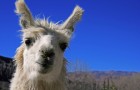 Lama