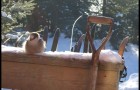Geai du matin