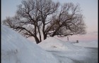 L’arbre