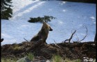 Coyote