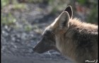 Portrait de coyote