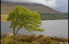 Arbre
