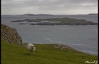 Mouton irlandais
