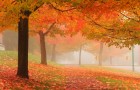 Forêt apaisante
