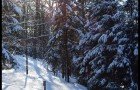 Ski de fond en sous bois