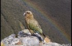 Nestor – profil gauche