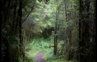 Forêt – 2