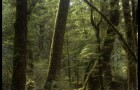 Forêt – 1