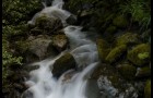 Torrent en sous-bois