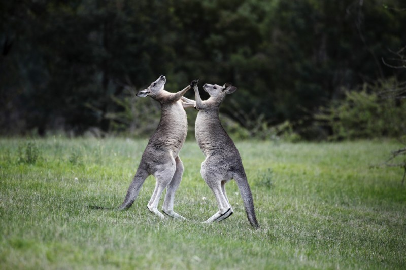 images animeaux kangourous 