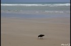 Oystercatcher