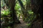 Forêt pas tropicale
