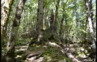 Forêt – 3
