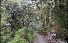 Lichens