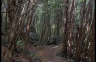 Forêt – 4