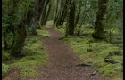 Forêt – 5