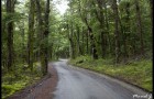 Route forestière