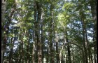 Forêt – 6