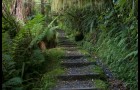 Escaliers dans la forêt