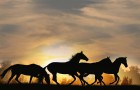 Des chevaux abattus dans l’Outback australien
