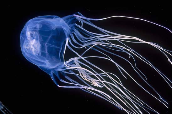 http://pvtistes.net/wp-content/uploads/2013/08/Box-Jellyfish.jpg