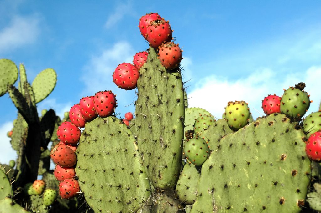 Trois Plantes Embl Matiques Du Mexique Go Ter Pendant Votre Pvt