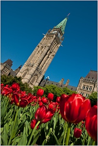 tulipes_parlement_ottawa.jpg