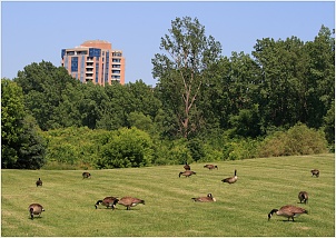 parc_andrewhaydon_ottawa.jpg