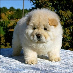 chow-chow-puppies-01.jpg