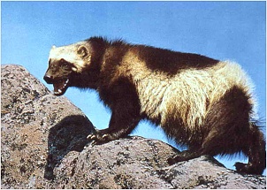 wolverine-8972.jpg