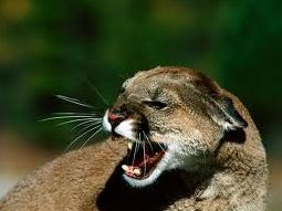 cougar.jpg
