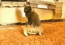 46321931-cool.gif