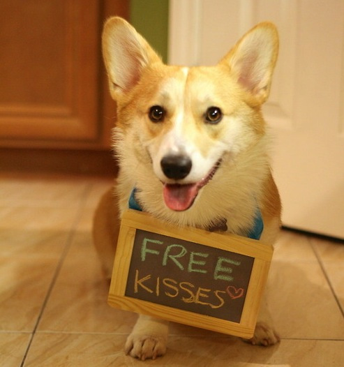 corgi-adorable.jpg