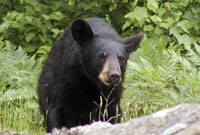 bear-1_200px.jpeg