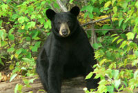 bear-8_200px.jpeg
