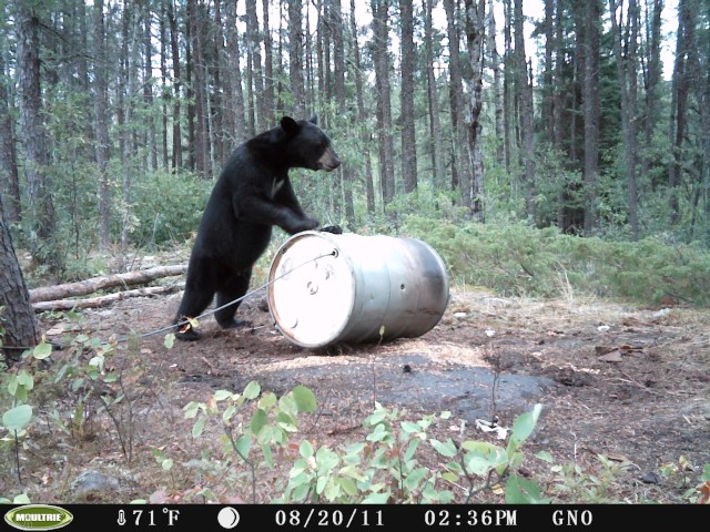bearbaitstation.jpeg