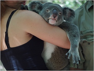 magnetic-island-koala-dans-les-bras.jpg