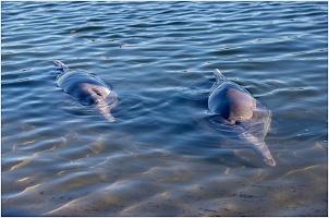 dauphins-tin-can-bay.jpg