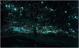 la-magnifique-grotte-de-waitomo-en-nouvelle-zelande-sillumine-dune-constellation-de-vers-luisant.jpg
