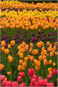 festival_tulipes_ottawa.jpg