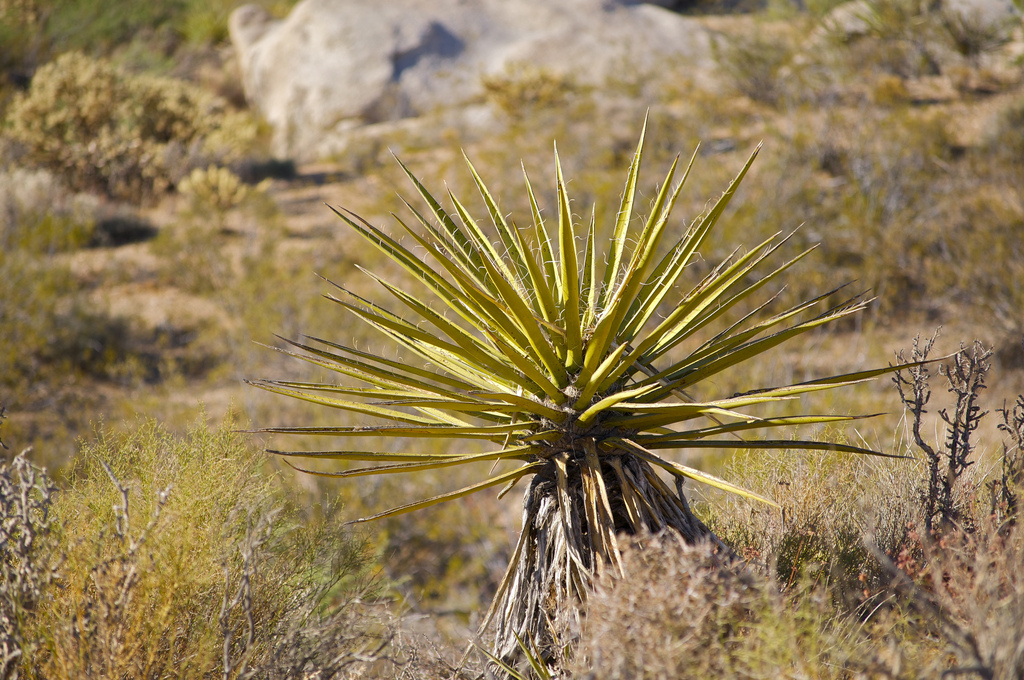 Nom : Arizona PVTistes.jpg
Affichages : 252
Taille : 473,7 Ko