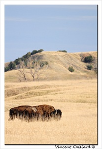 bison-dam-rique-2.jpg