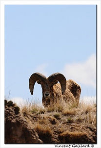 mouflon-du-canada-1.jpg