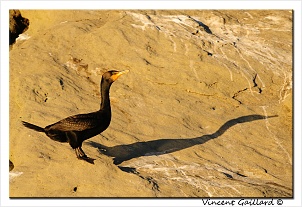 cormoran-aigrette.jpg