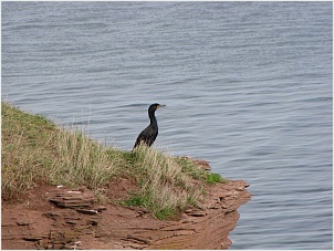 cormoran-aigrettes.jpg