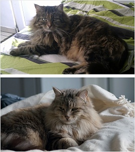 minou.jpg
