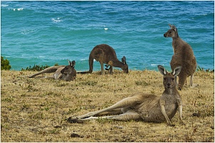 kangourous-australie.jpg